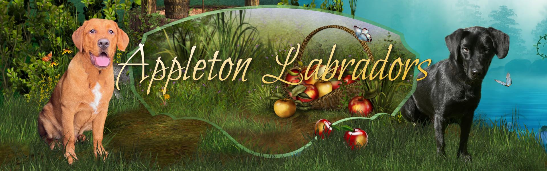 Appleton Labradors