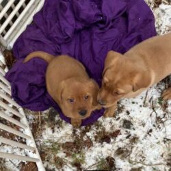 Labrador puppies for sale