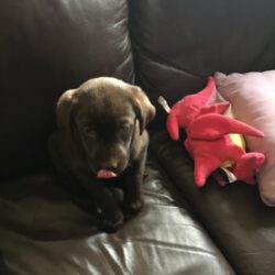 Labrador puppies for sale